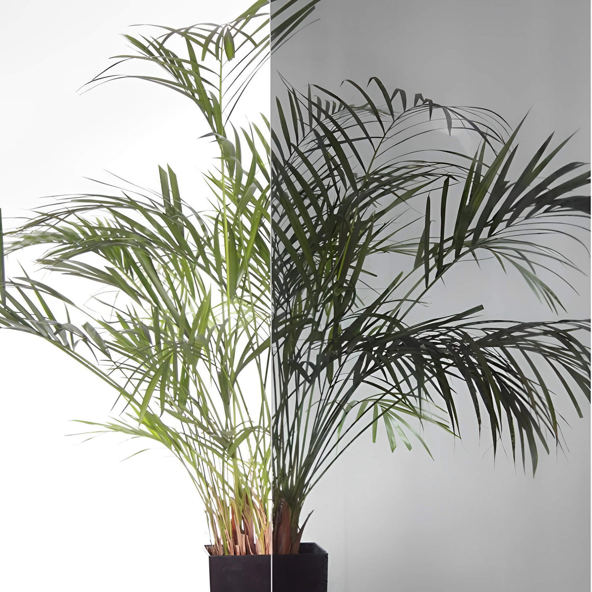 Dark Grey 20 Window Tint