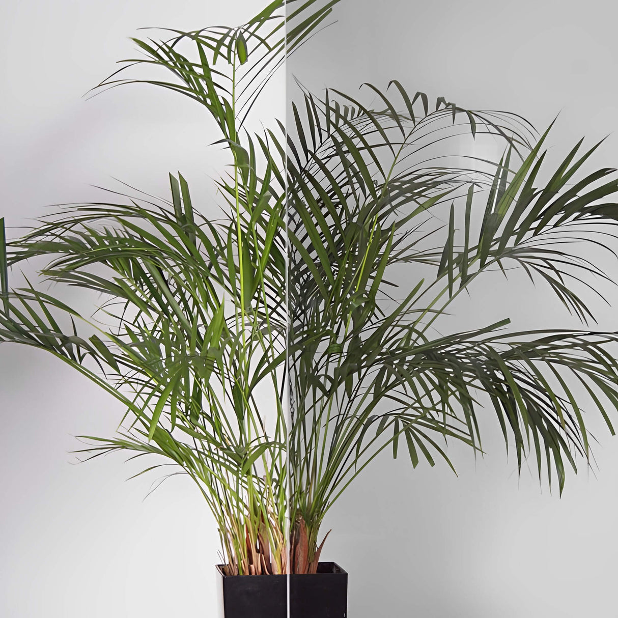 Light Grey 50 Window Tint