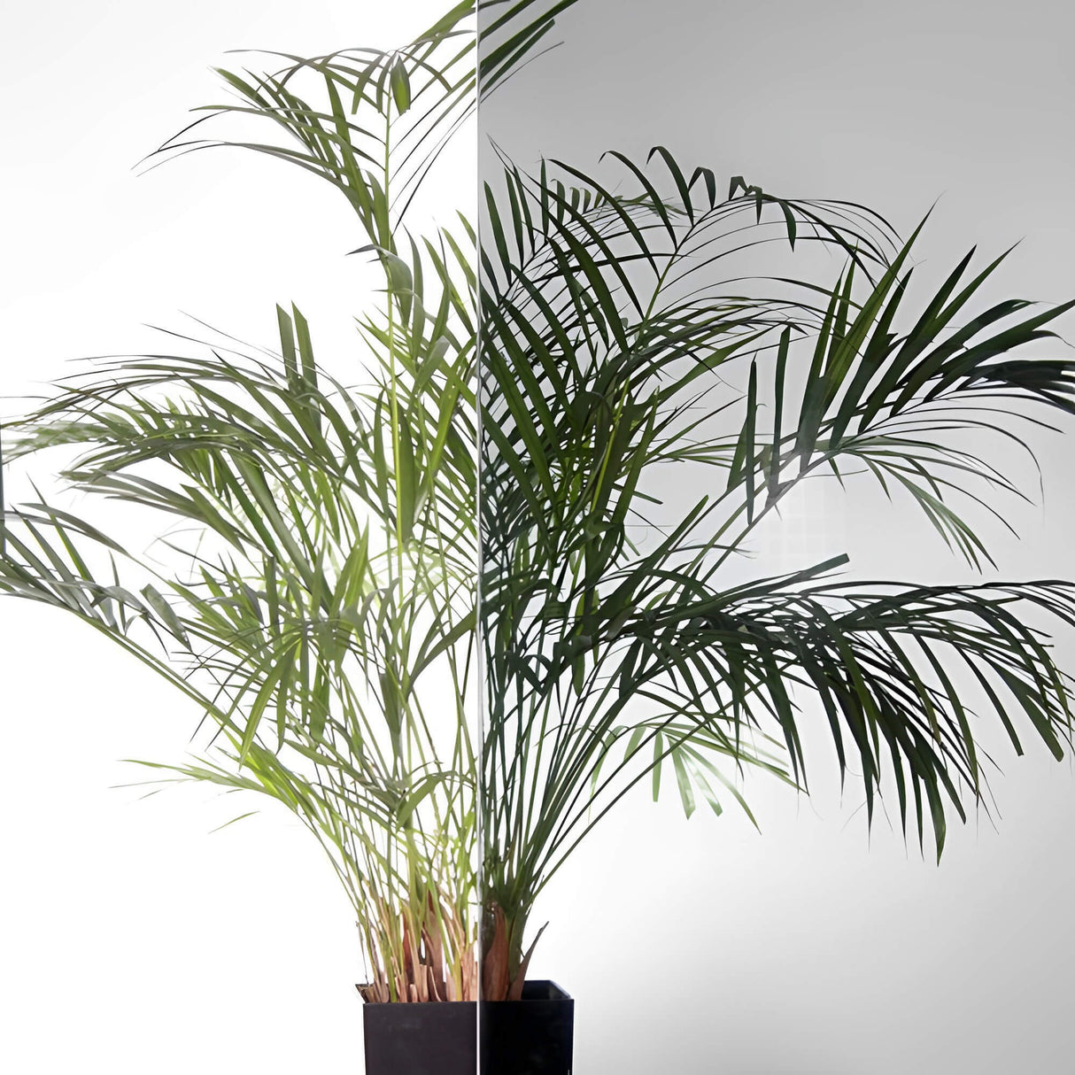 Medium Grey 30 Window Tint