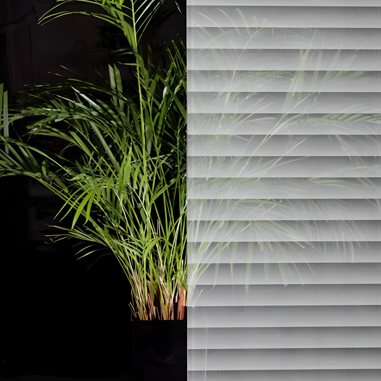 Transparent Screened White Stripes