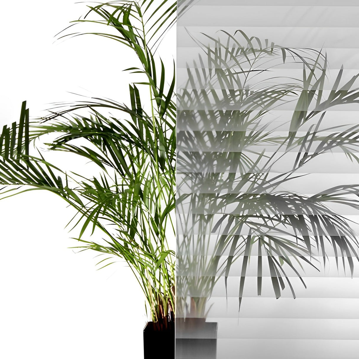 Transparent Screened White Stripes